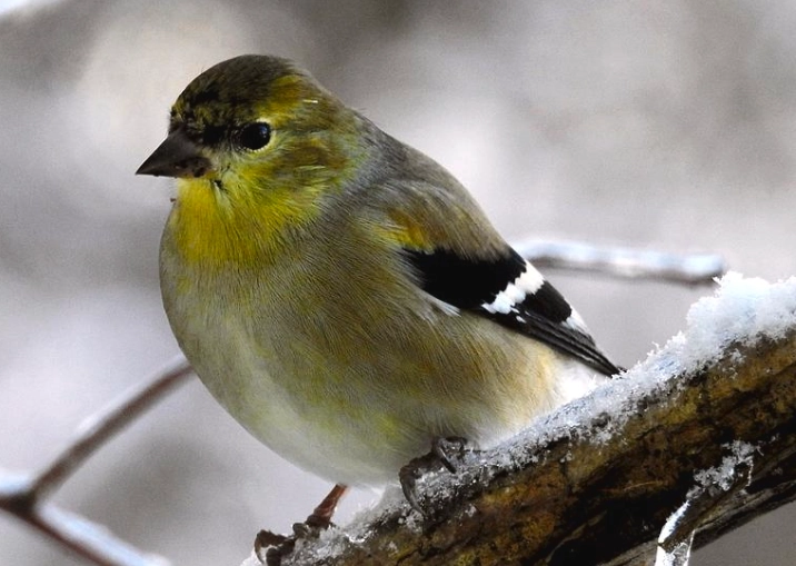Michigan winter birds