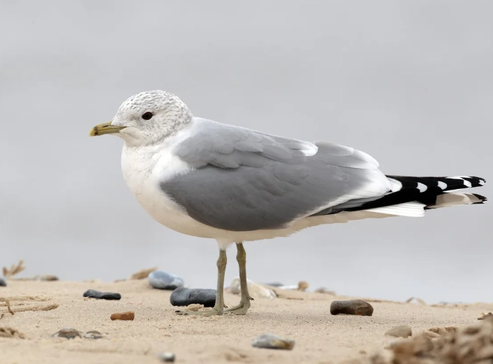 winter plumage birds