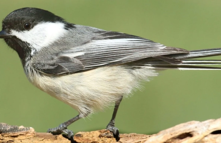 winter birds names winter birds names