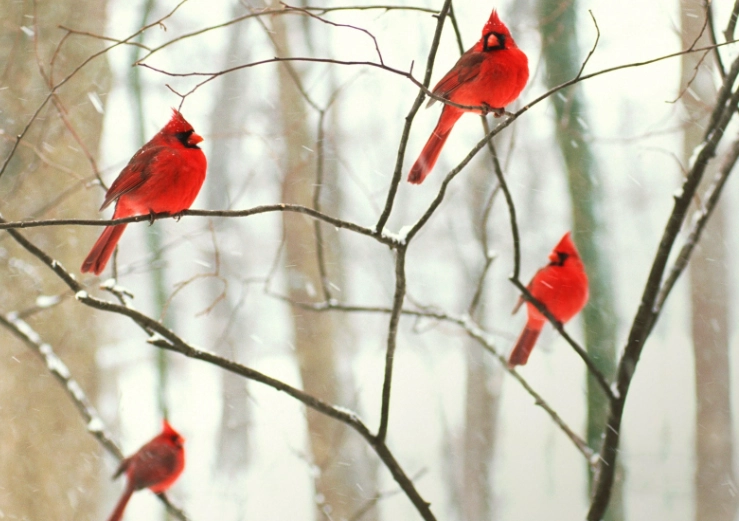 Winter bird watching guide Winter bird watching guide
