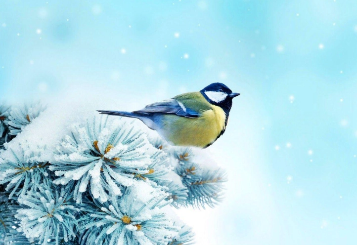 winter birdwatching winter birdwatching