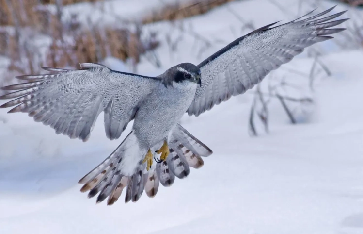 winter bird identification winter bird identification