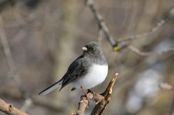 winter bird identification winter bird identification