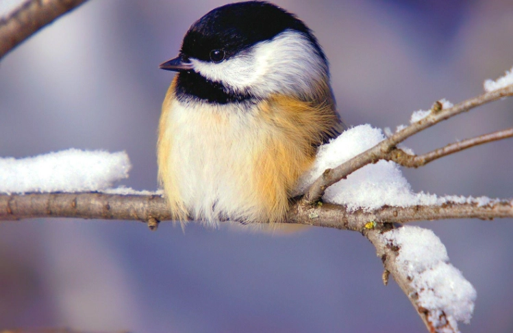 birds in winter birds in winter