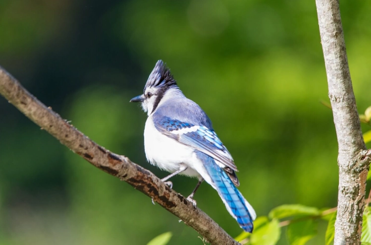 spring bird migration duration