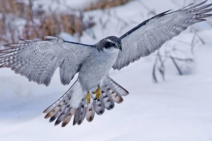 Winter bird watching guide Winter bird watching guide
