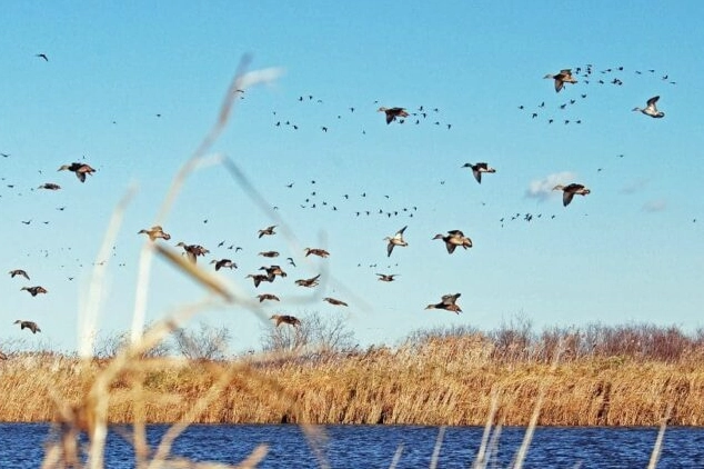 how long does bird migration last