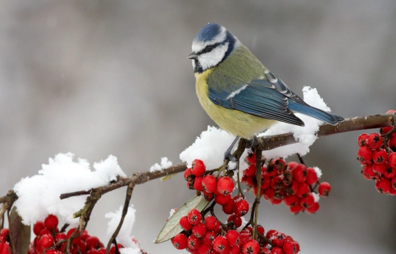 Large winter birds identification Large winter birds identification