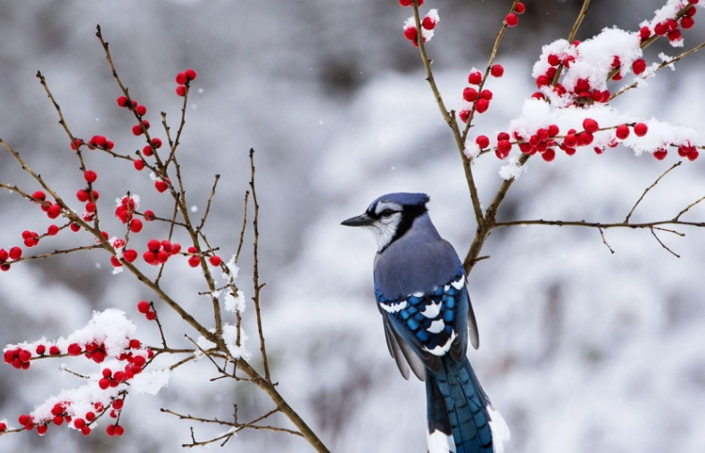 birds in winter birds in winter