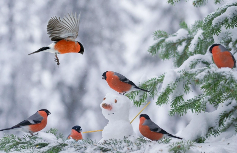beautiful winter birds beautiful winter birds
