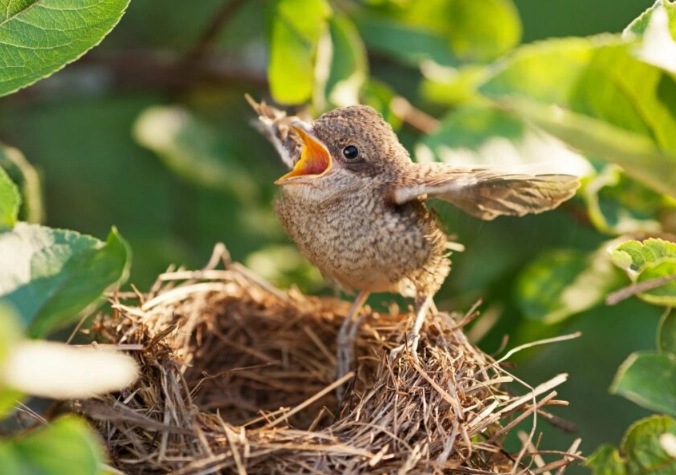 nestling vs fledgling