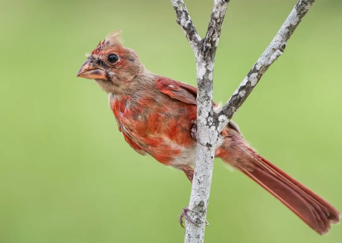 juvenile bird identification