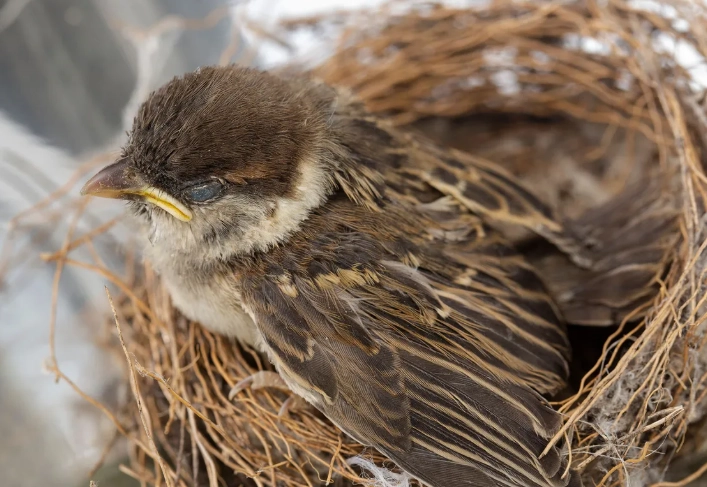 how to identify baby birds