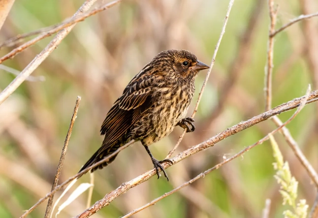 juvenile bird meaning