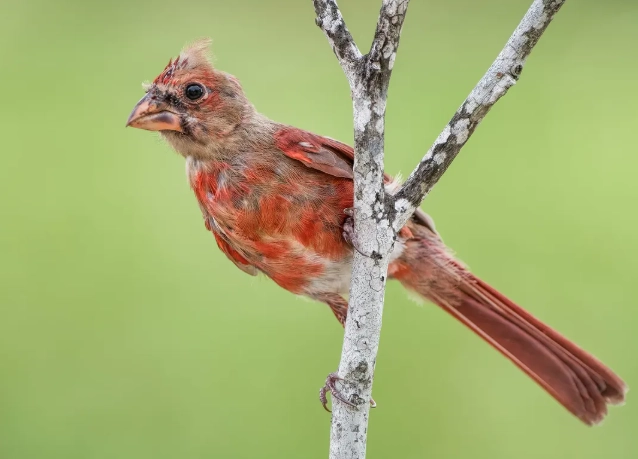 juvenile bird identification guide