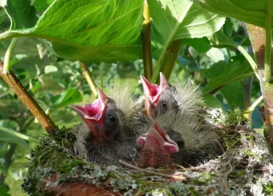 bird identification guide