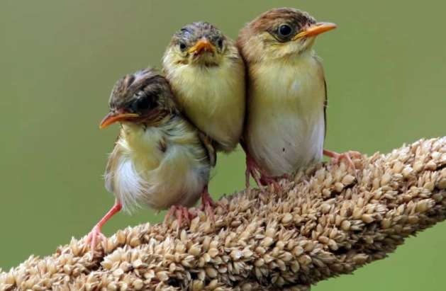 hatchling vs fledgling