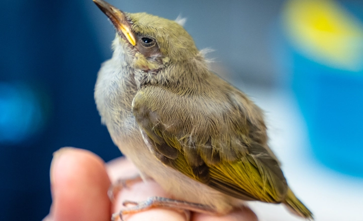 baby bird identification baby bird identification