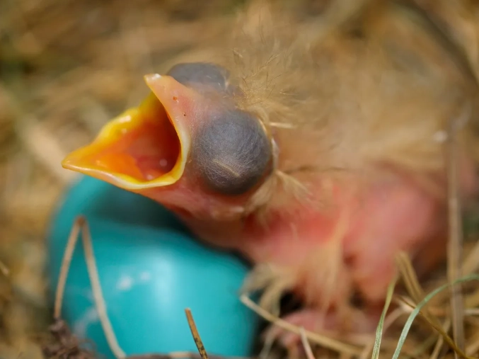 baby bird identification