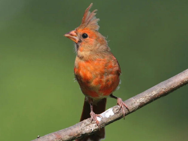 juvenile bird identification