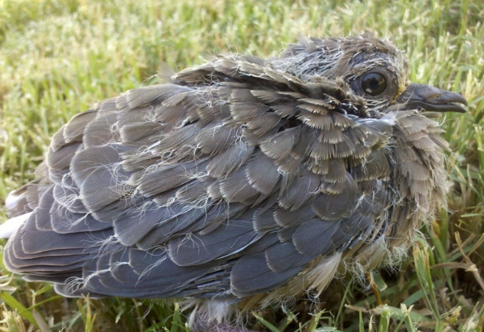 baby bird identification baby bird identification