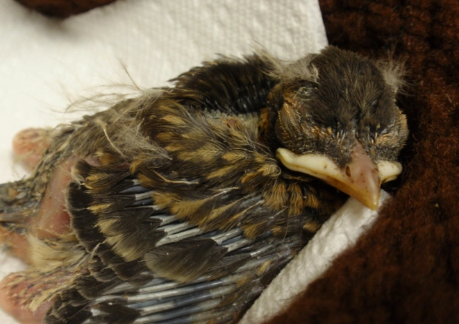 hatchling vs fledgling