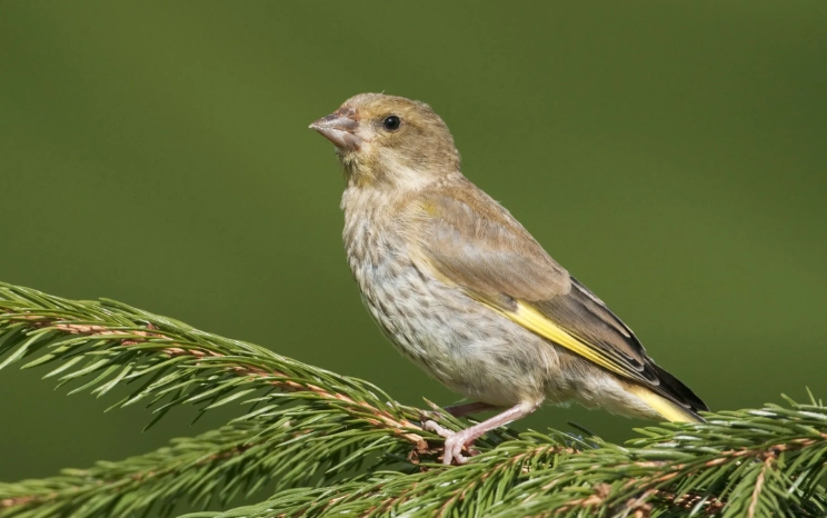 young bird vs adult bird
