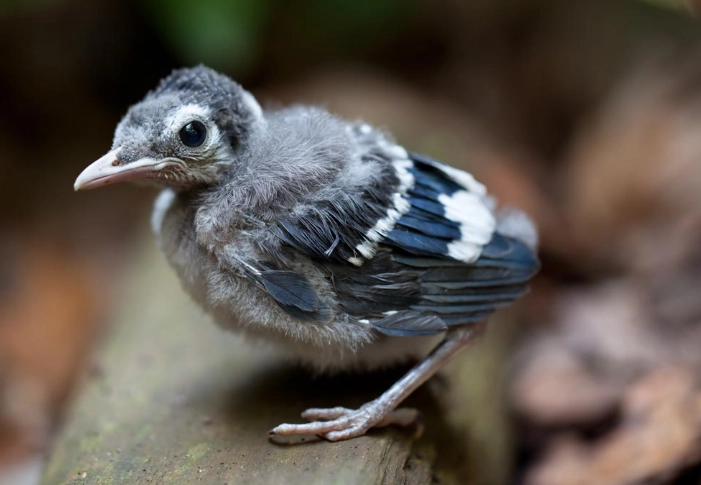 juvenile bird identification