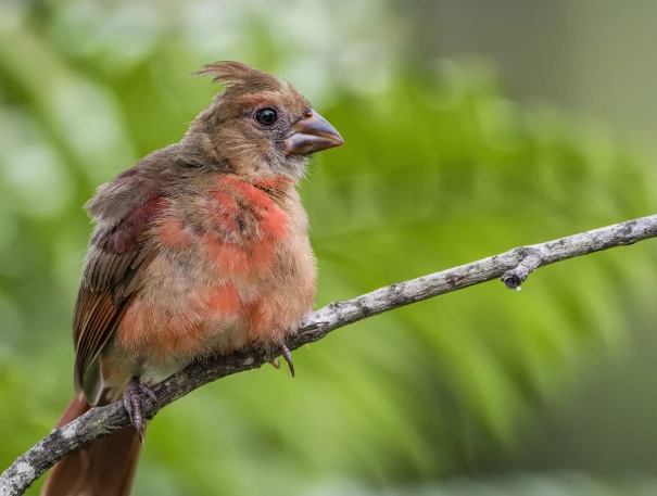 young bird identification