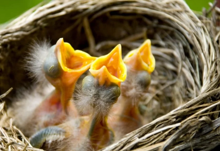 how to identify baby birds