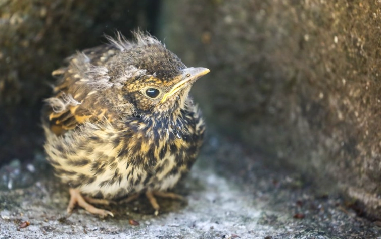 found a baby bird what kind found a baby bird what kind