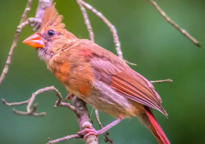 young bird identification
