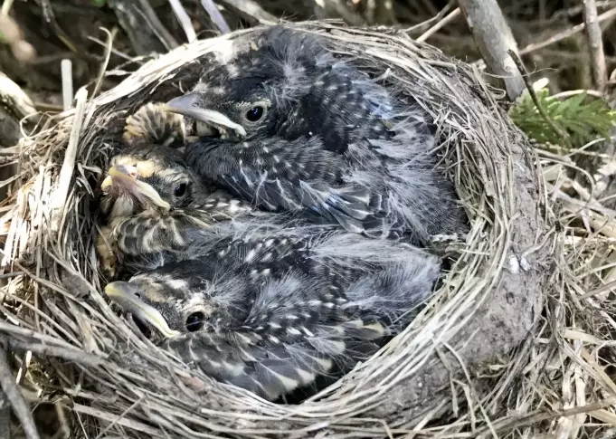 bird identification guide