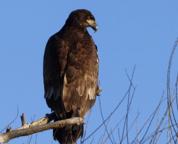california baby birds