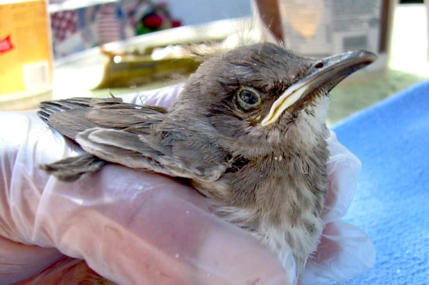 how to identify a baby bird how to identify a baby bird
