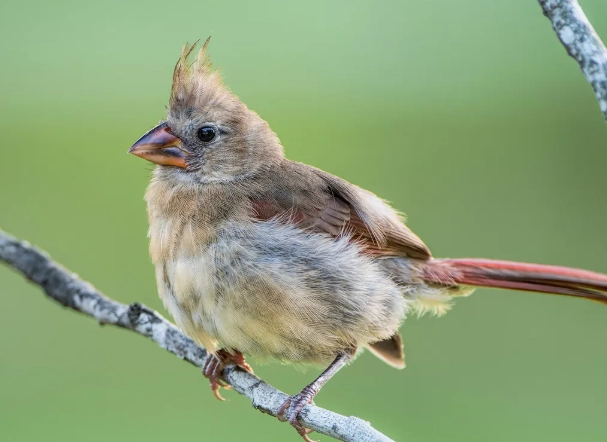 california baby birds