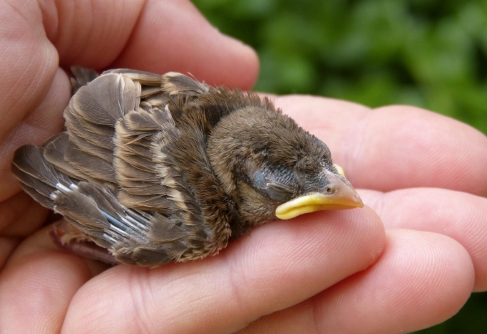 found a baby bird what kind found a baby bird what kind