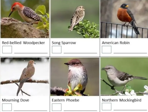 how to identify birds how to identify birds