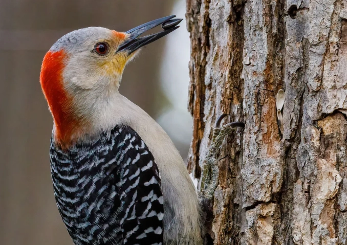 red bellied woodpecker call