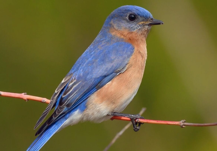 how to attract eastern bluebirds how to attract eastern bluebirds