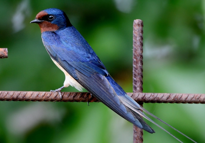 attract barn swallows