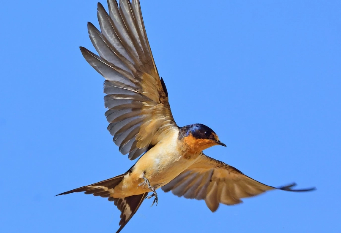 barn swallow nest