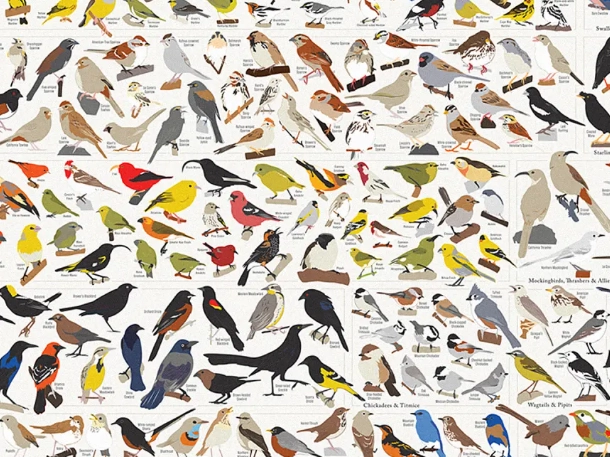 how to identify birds how to identify birds