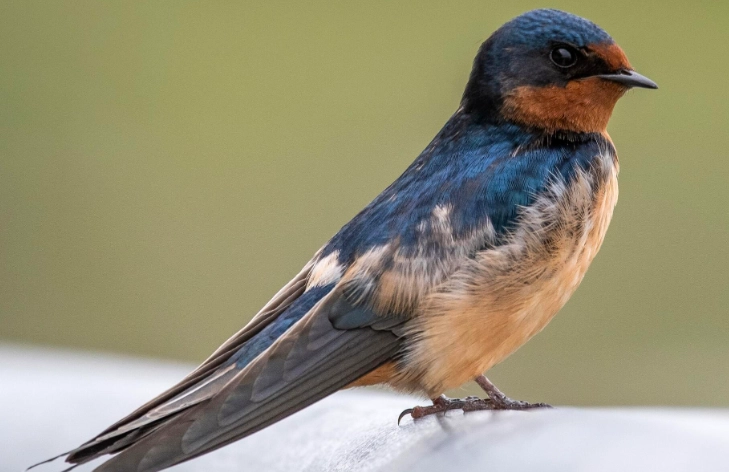 barn swallow identification