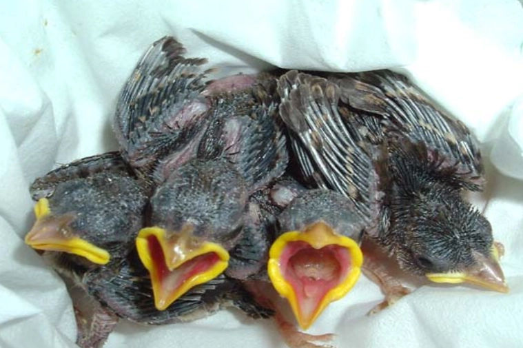 determine bird gender