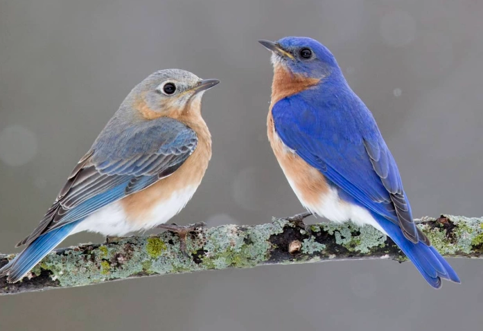eastern bluebird nest box eastern bluebird nest box