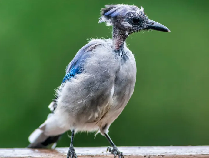 molt limits bird identification molt limits bird identification