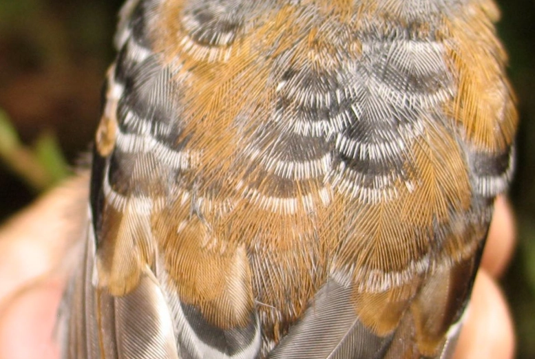 bird molt cycles bird molt cycles