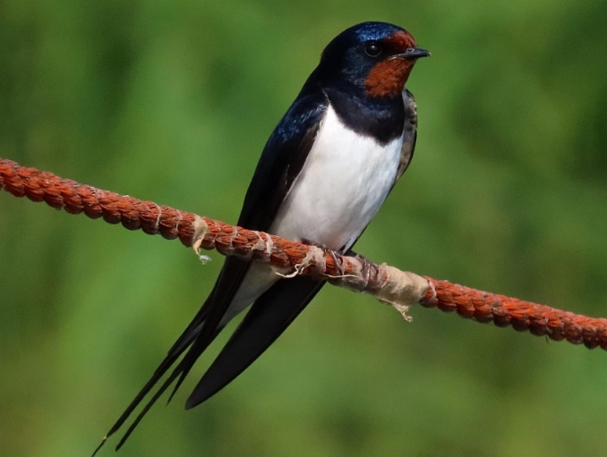 barn swallow identification