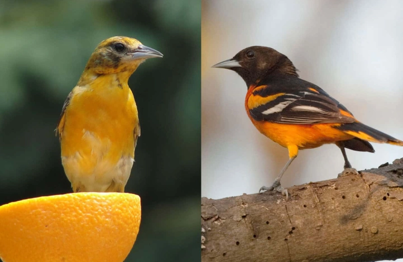 how to tell a bird's age